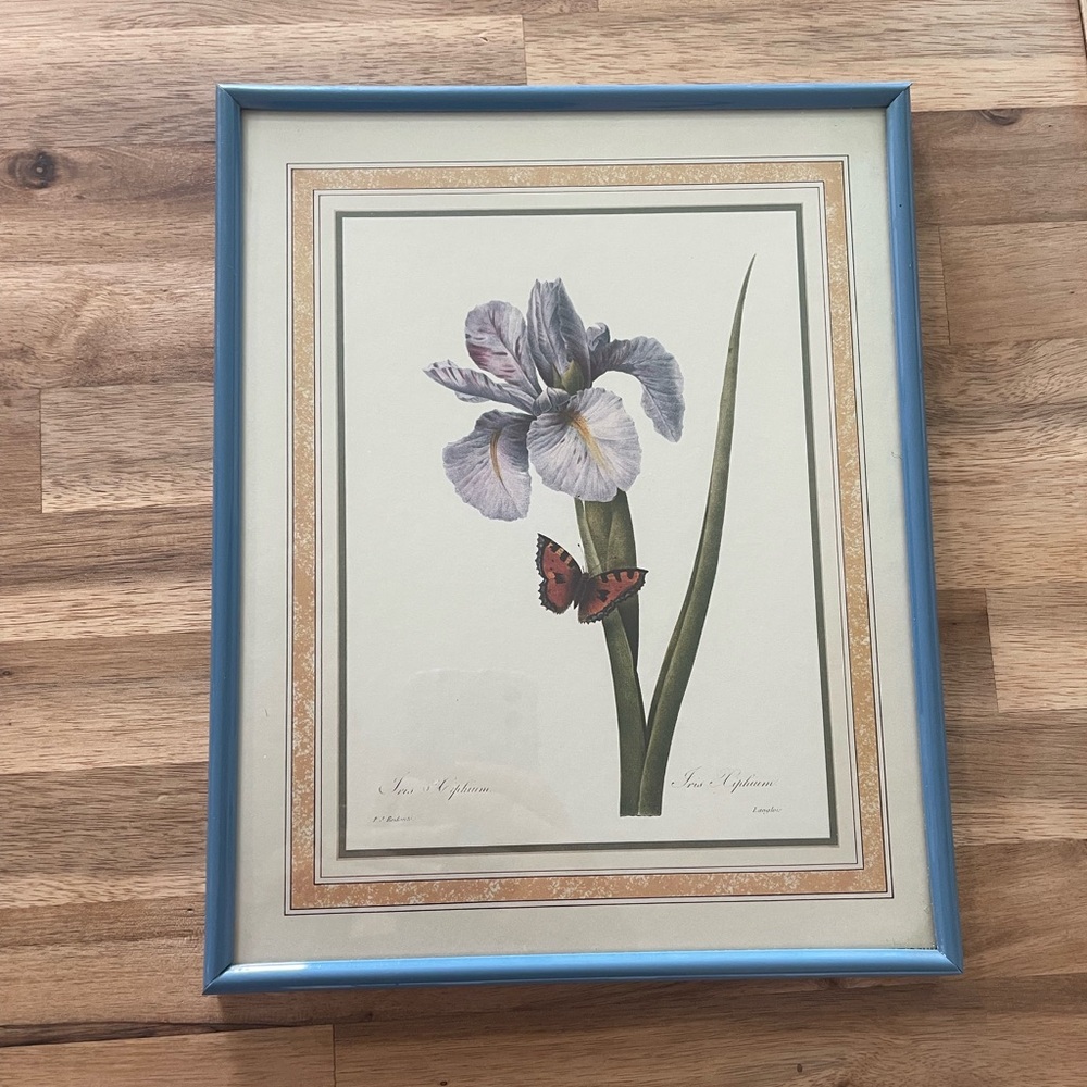 Iris Butterfly Framed Art Print P. J. Flowers Botanical Pierre-Joseph Redoute